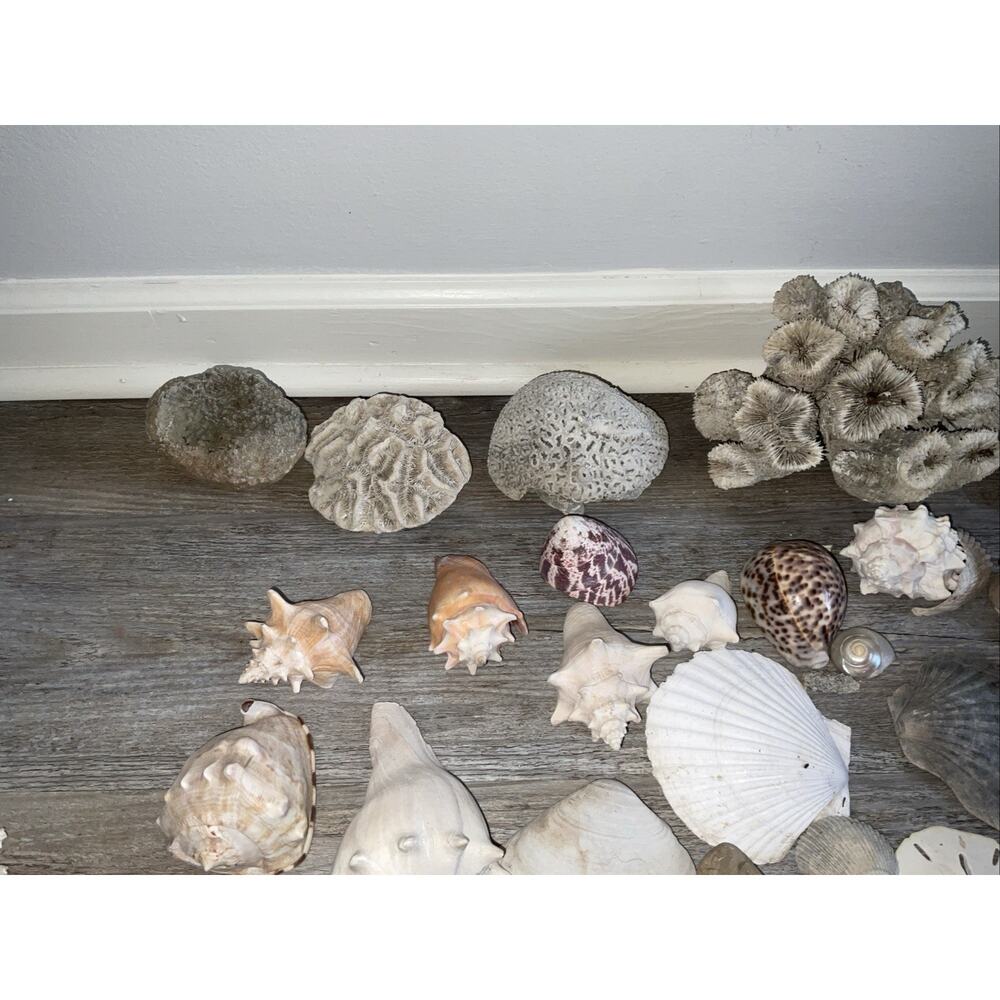 NATURAL CORAL & SEASHELL 40+ PIECE NATURE OCEAN COLLECTION - Picture 2 of 7